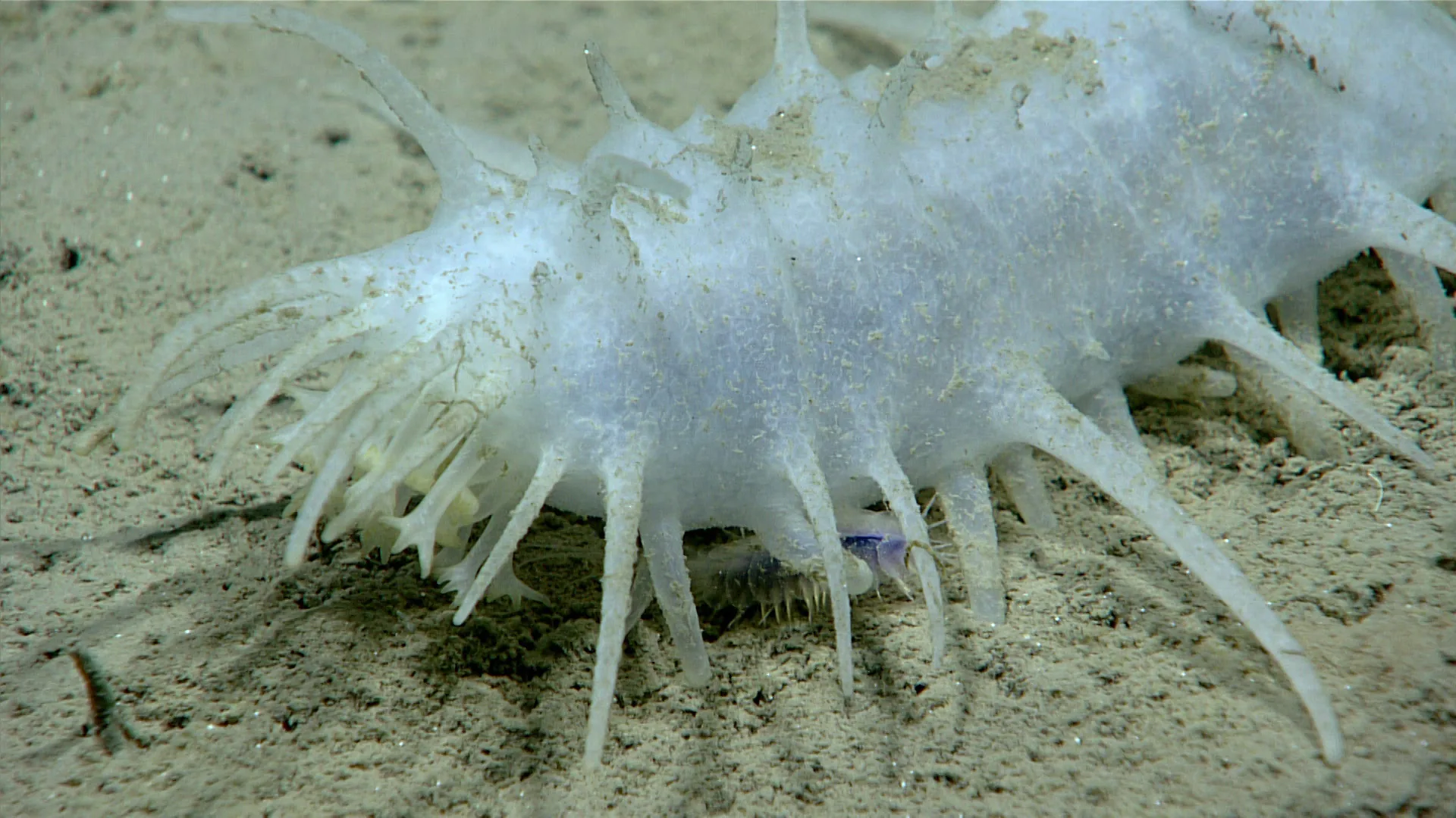 dive02-sea-pig-hires.webp