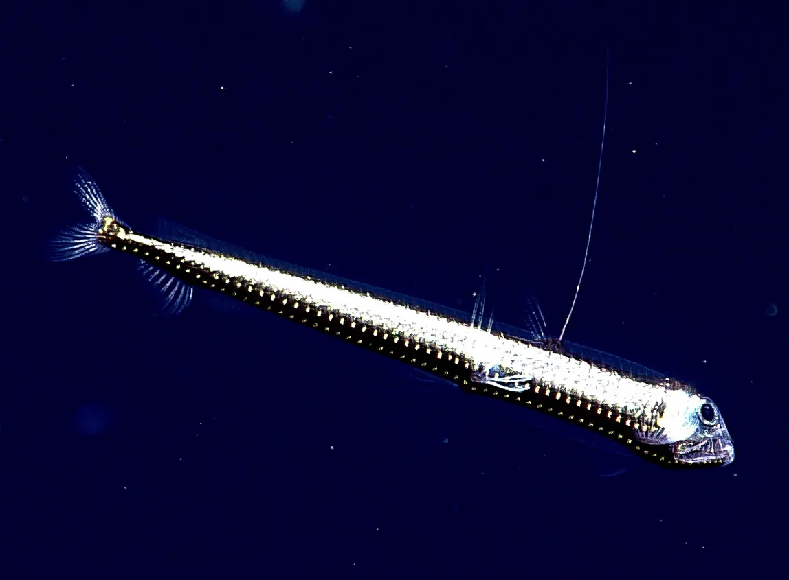 ex2206-dive03-viperfish-hires.webp