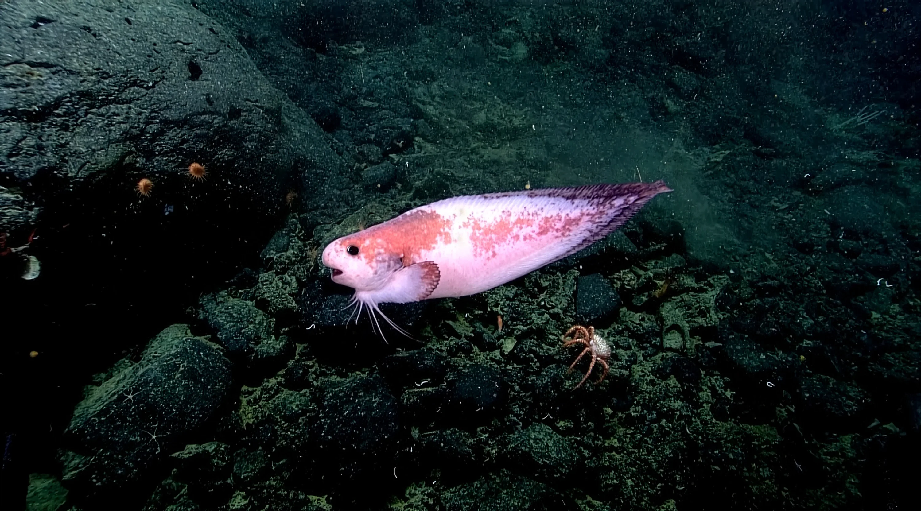 ex2306-snailfish-hires.webp